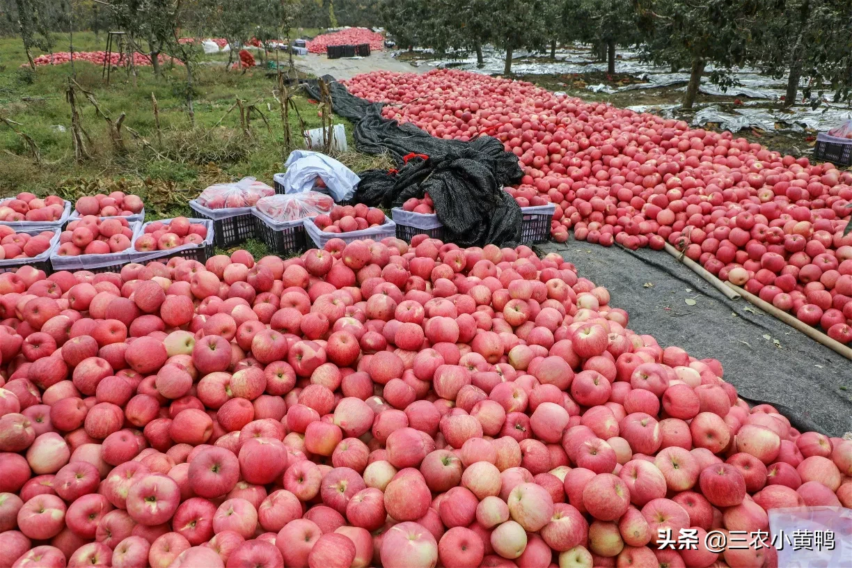 从去年吃不起的苹果!再到今年的苹果滞销!当今苹果为何滞销,果农是否应该继续种植呢?
