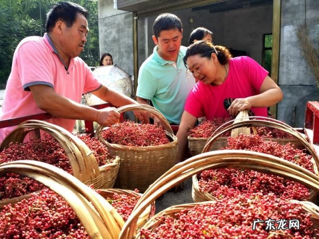四川花椒产地哪里最出名 四川花椒基地联系方式