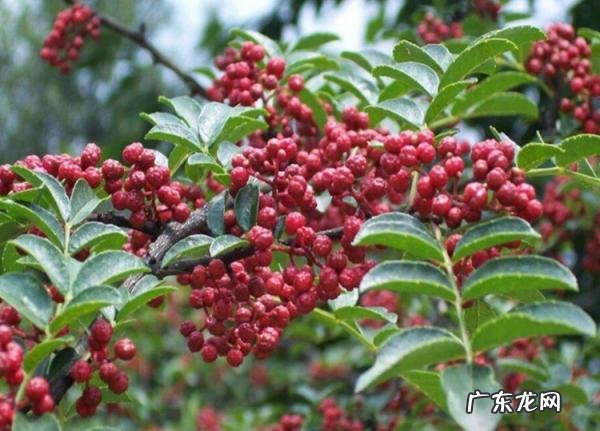 四川花椒产地哪里最出名 四川花椒基地联系方式