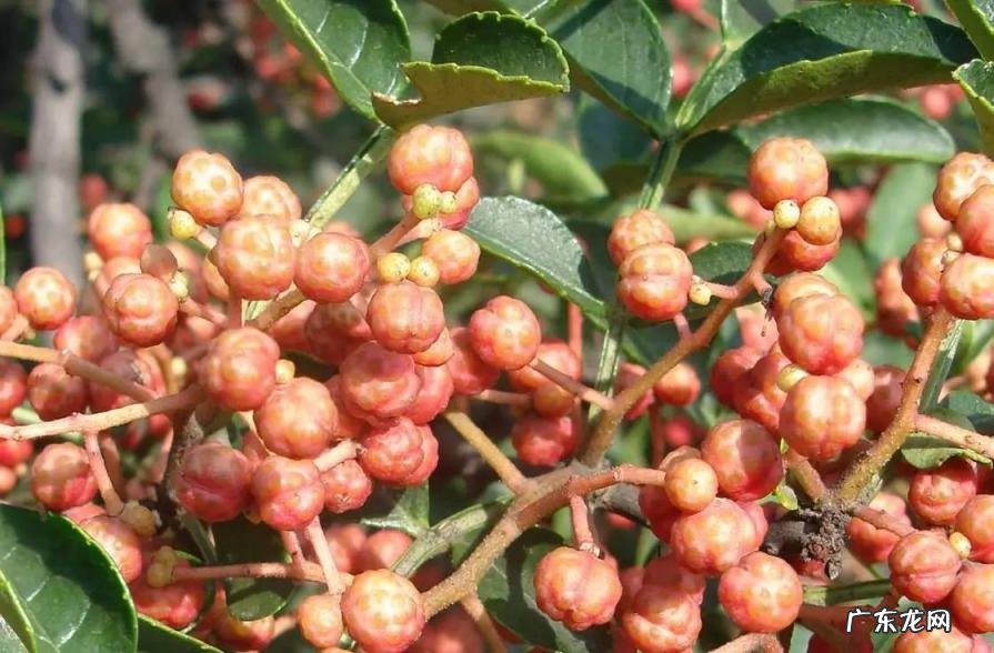 四川花椒产地哪里最出名 四川花椒基地联系方式