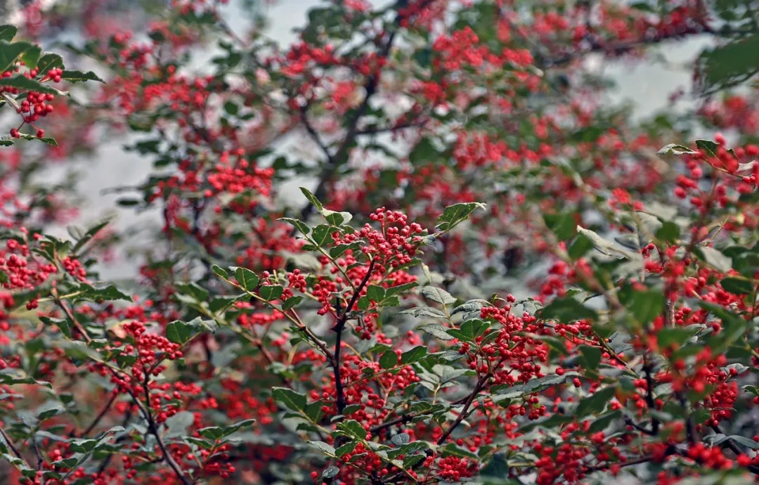 四川花椒产地哪里最出名 四川花椒基地联系方式