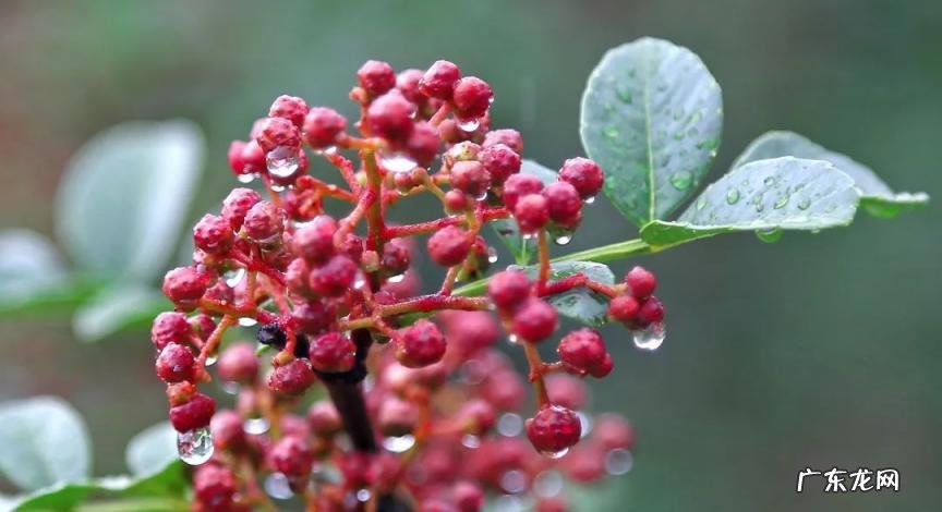 四川花椒产地哪里最出名 四川花椒基地联系方式
