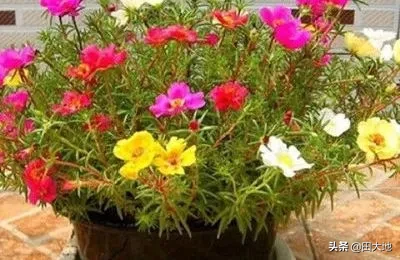 一年四季都盛开的花有哪些?怎么样?