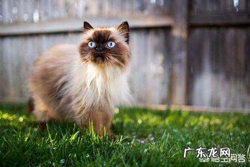 喜马拉雅猫的感冒会传染吗?