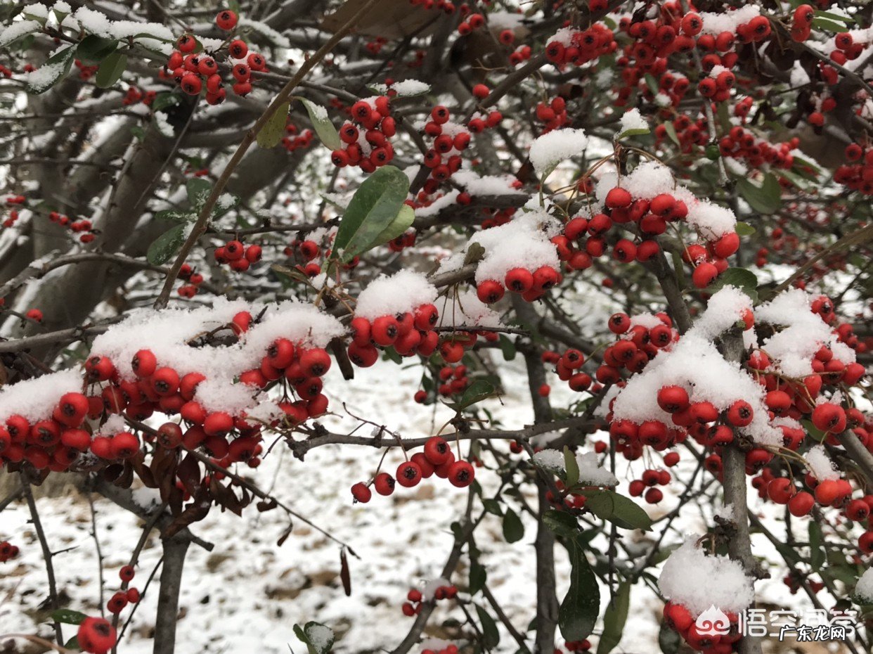 哪些地方的雪景很美?