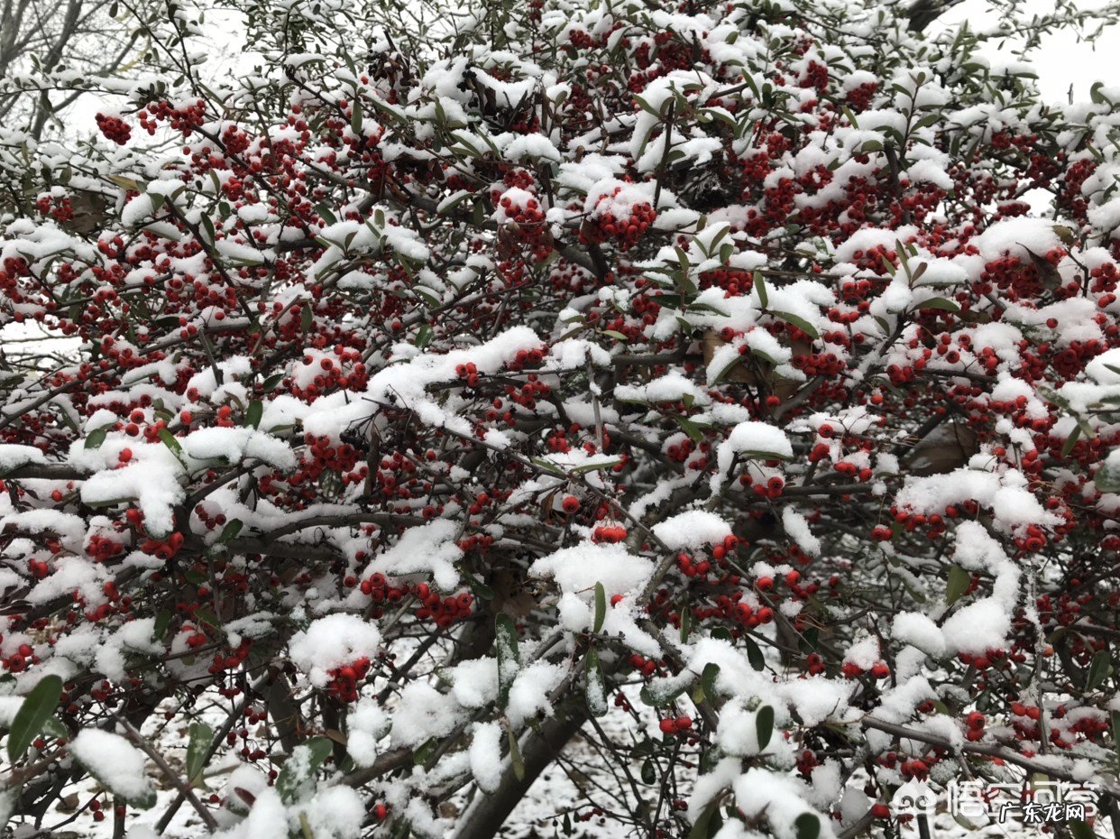 哪些地方的雪景很美?