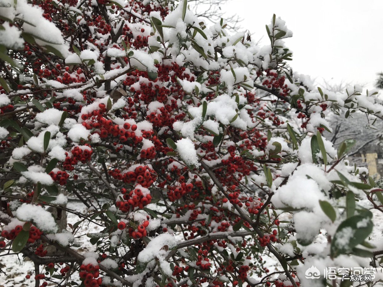 哪些地方的雪景很美?