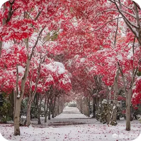 哪些地方的雪景很美?