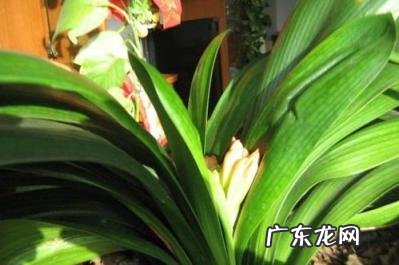 君子兰换盆后马上浇水吗 君子兰换盆后如何浇水视频教程