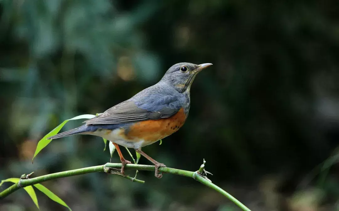 手如柔荑怎么读音是什么意思 肤如柔荑,手如凝脂怎么读