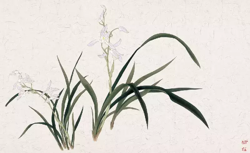 手如柔荑怎么读音是什么意思 肤如柔荑,手如凝脂怎么读