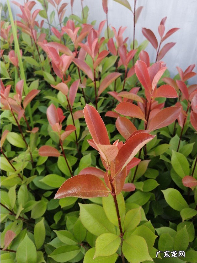 什么是气质?如何培养气质?