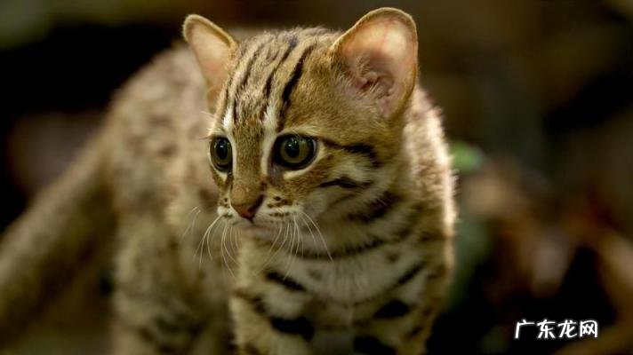 世界上最小的动物排名前十名 世界上最大的动物 排名