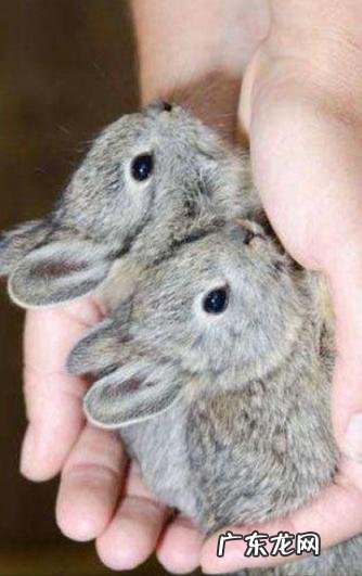 世界上最小的动物排名前十名 世界上最大的动物 排名