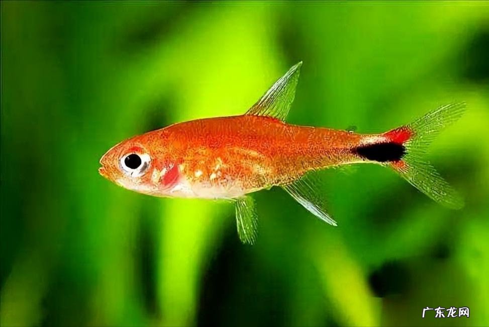 世界上最小的动物排名前十名 世界上最大的动物 排名