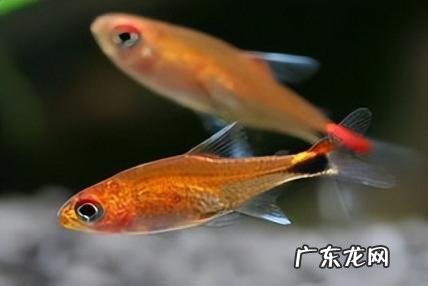 世界上最小的动物排名前十名 世界上最大的动物 排名