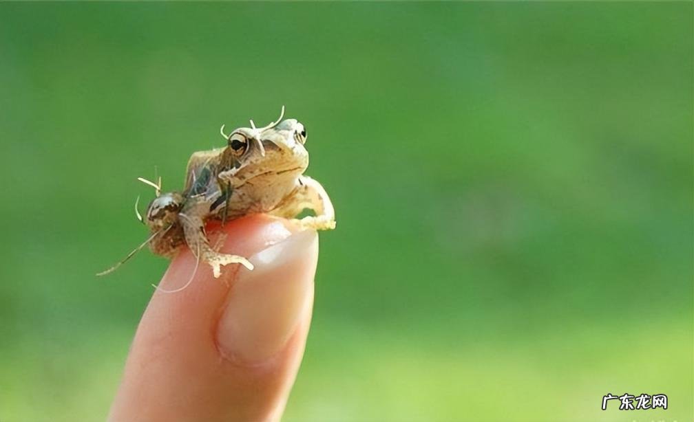 世界上最小的动物排名前十名 世界上最大的动物 排名