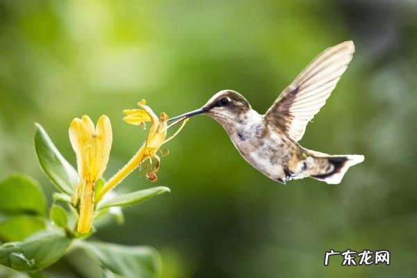 世界上最小的动物排名前十名 世界上最大的动物 排名
