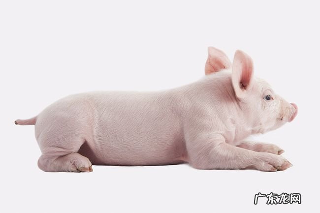 十二生肖哪个生肖脾气最好?