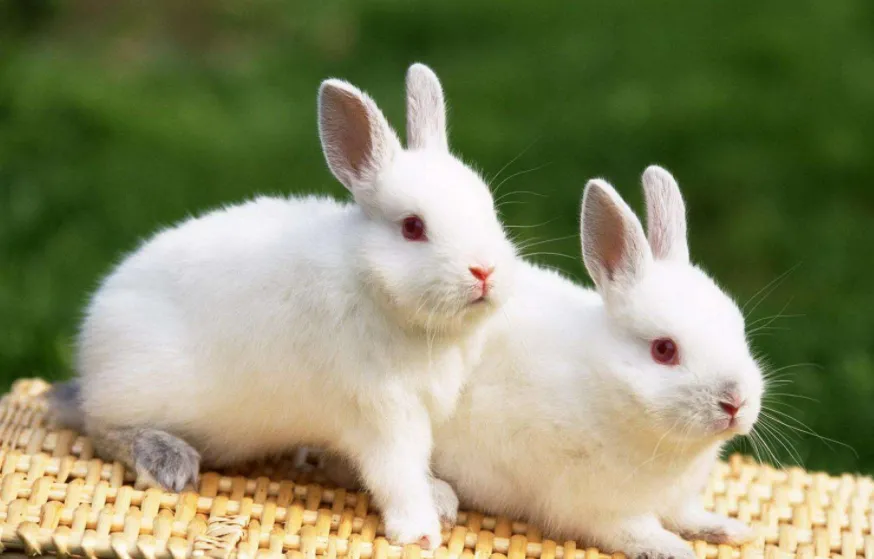 十二生肖哪个生肖脾气最好?