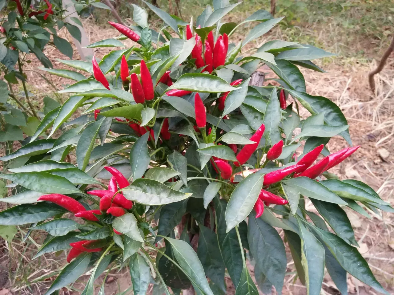 “处暑不出伏,必定是灾年”是什么意思?今年什么时候才出伏?-