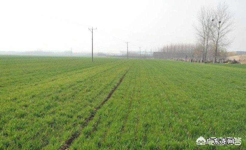 今天是春分,到底分的是什么呢?农村对于春分有什么俗语老话?