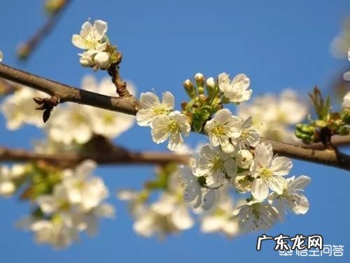 今天是春分，到底分的是什么呢？农村对于春分有什么俗语老话？