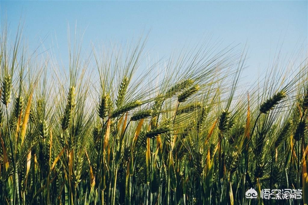 今天是春分,到底分的是什么呢?农村对于春分有什么俗语老话?