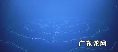 世界上最长的动物是啥?