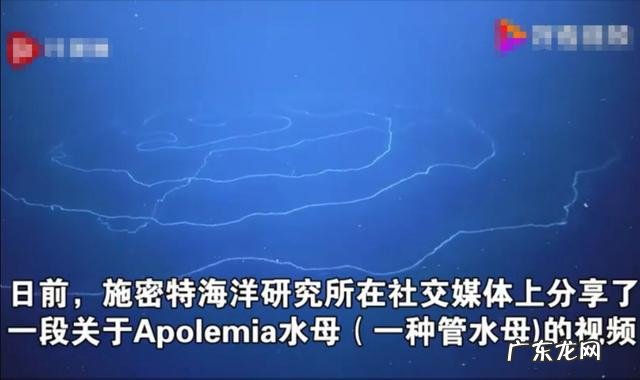 世界上最长的动物是啥?