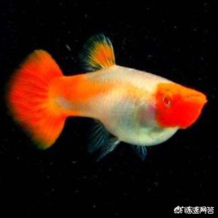 养鱼有哪些需要注意的技巧?