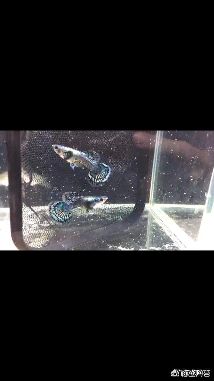 养鱼有哪些需要注意的技巧?