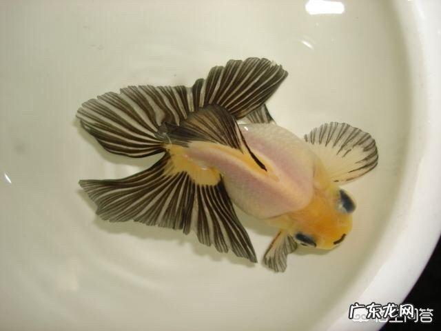 养鱼有哪些需要注意的技巧?