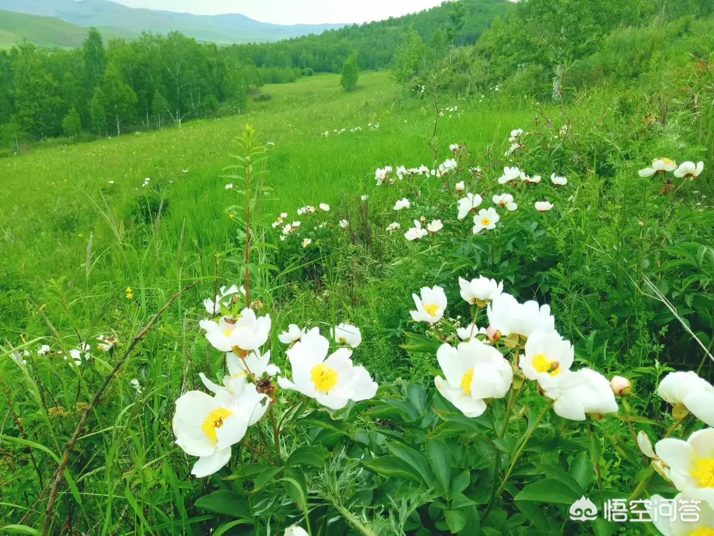 去呼伦贝尔草原哪里可以拍到正宗的草原照片?