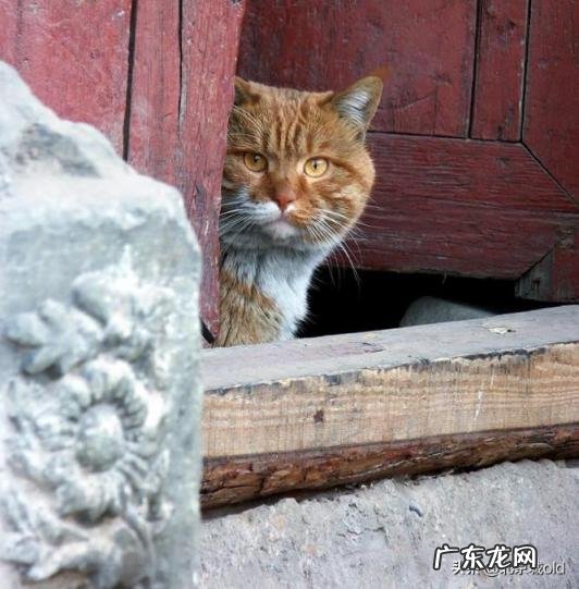 胡同里有只猫 什么意思 歌词巷口的那只猫