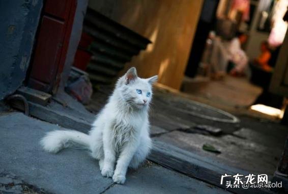 胡同里有只猫 什么意思 歌词巷口的那只猫