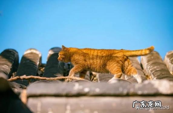 胡同里有只猫 什么意思 歌词巷口的那只猫