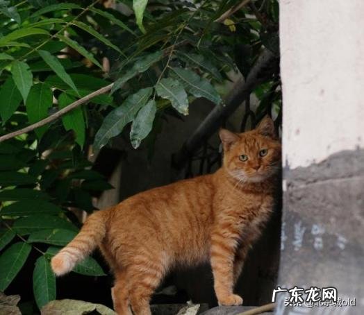 胡同里有只猫 什么意思 歌词巷口的那只猫