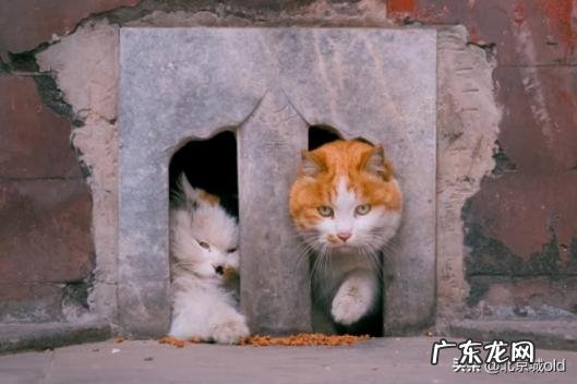 胡同里有只猫 什么意思 歌词巷口的那只猫