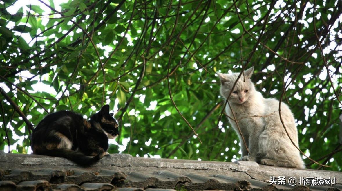 胡同里有只猫 什么意思 歌词巷口的那只猫