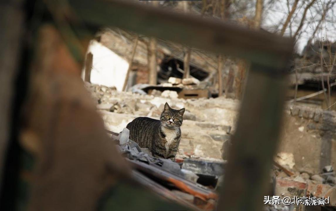 胡同里有只猫 什么意思 歌词巷口的那只猫