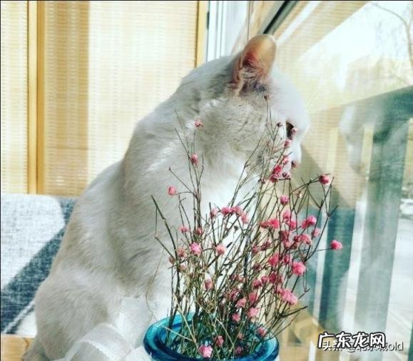 胡同里有只猫 什么意思 歌词巷口的那只猫