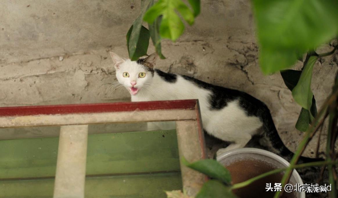 胡同里有只猫 什么意思 歌词巷口的那只猫