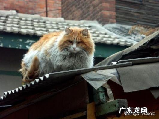 胡同里有只猫 什么意思 歌词巷口的那只猫