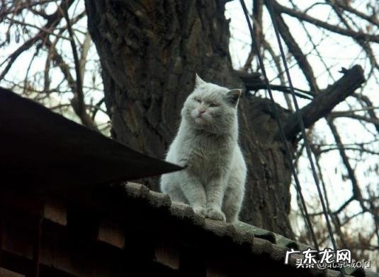 胡同里有只猫 什么意思 歌词巷口的那只猫