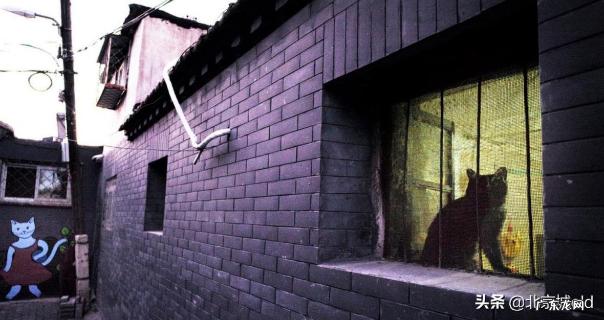 胡同里有只猫 什么意思 歌词巷口的那只猫