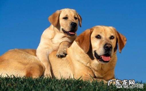 刚买了一条宠物狗,发现狗狗的气味很大,有什么办法解决吗?