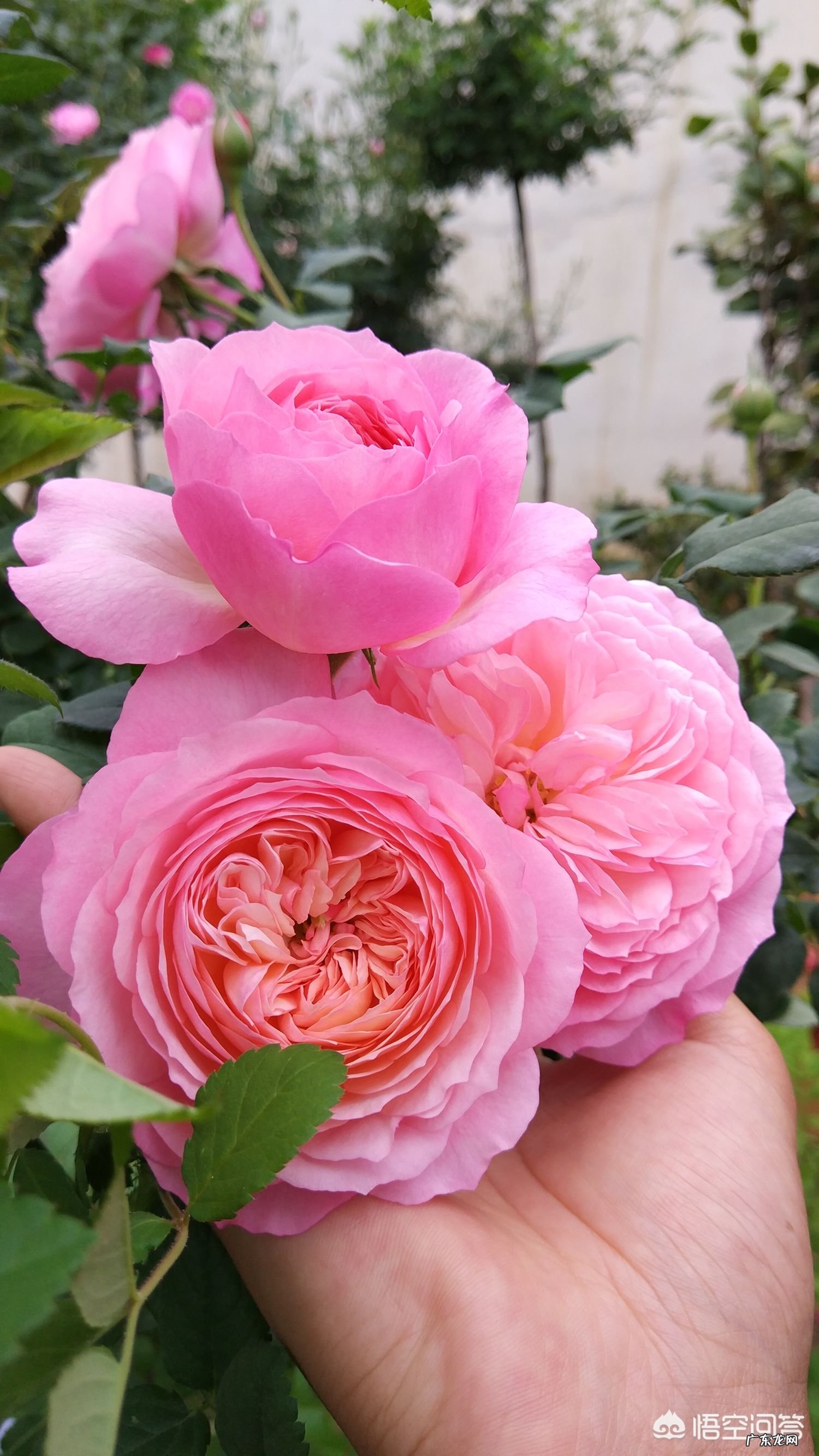 从花店买回来的玫瑰花可以扦插成活吗?该怎么做?