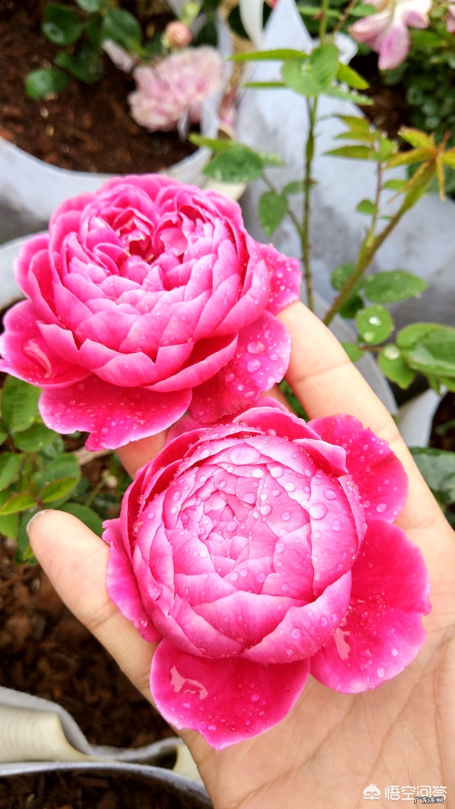 从花店买回来的玫瑰花可以扦插成活吗？该怎么做？