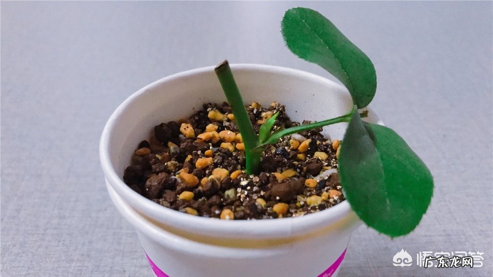 从花店买回来的玫瑰花可以扦插成活吗？该怎么做？